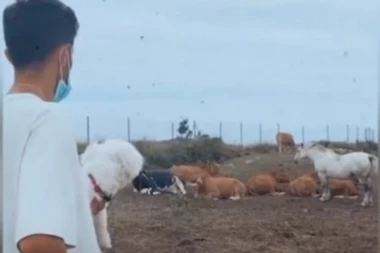 (VIDEO) KRAVE RIČU, A ON PRORIČE: Osramotio oca za sva vremena - sin trenera Barselone postao predmet sprdnje u Španiji!