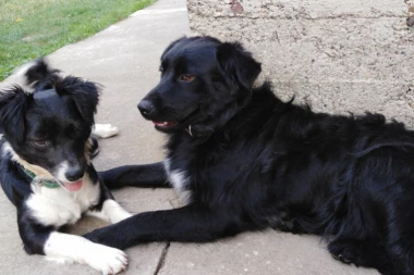 TRAŽE SE DOBRI LJUDI: Meda i Lisac čekaju novi dom