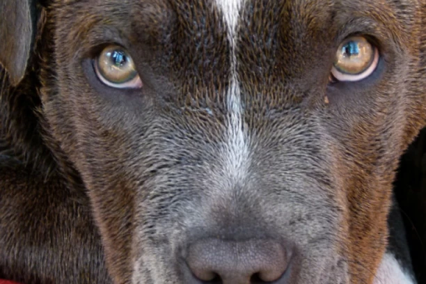 SKUBI DU U BEOGRADU! Pogledajte šta je uradio pas o kom BRUJI CELA SRBIJA (FOTO)