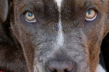 STAVLJAO IM METALNU NAPRAVU TOKOM PARENJA: Jeziva uzgajivačnica pasa u Smederevu koristila pse i u borbama?