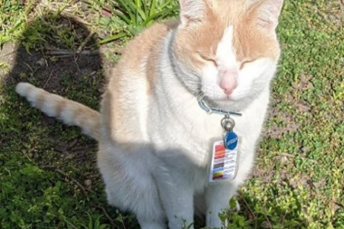 (FOTO) PATROLNA ŠAPA: Mačak čuvar bolnice u Australiji