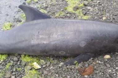 (FOTO) PRETUŽNO! 17 DELFINA žrtve izlivanja nafte, nasukali se na plažu Mauricijusa