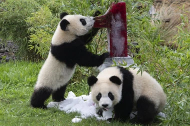 (FOTO) Mladunci pande iz berlinskog Zoo vrta proslavile 1. rođendan