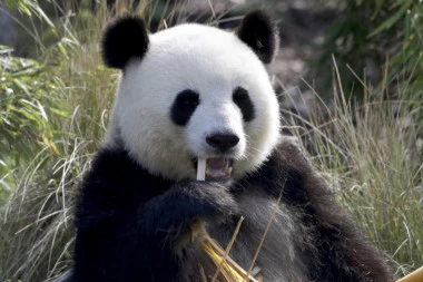 PANDAMA PROTIV "LOKDAUNA"! Sede za šankom i piju pivo "korona"!