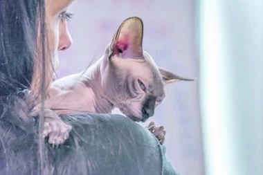 SVE ŠTO TREBA DA ZNATE O RASI SFINKS: Ćelavac koji vas voli kao faraona!