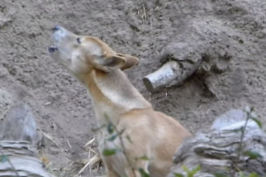 (VIDEO) Verovalo se da je ova rasa pasa izumrla: Snimljen nakon 50 godina u planinama!