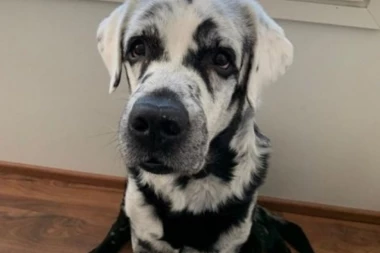 (FOTO) I ŽIVOTINJAMA "SEDI" DLAKA: Neobična pojava koja ih čini NEODOLJIVO SIMPATIČNIMA