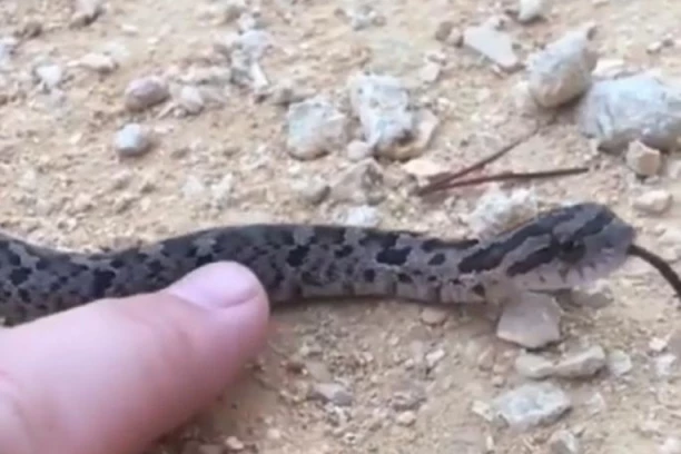 Zmija izvađena iz Jadranskog mora u Crnoj Gori preplašila kupače! Ima li razloga od nje da strahujemo i odakle se tamo stvorila!? (FOTO)