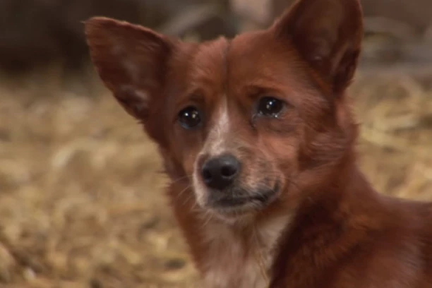 (VIDEO) NEVEROVATNA LJUBAV! Pas je svakog dana plakao za kravom koja ga je odgajila: Njihov susret topi i najtvrđa srca!