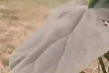 (VIDEO) LIŠĆE POSIVILO OD ZAGAĐENJA: Smederevo prekriveno crnom prašinom koja je svuda