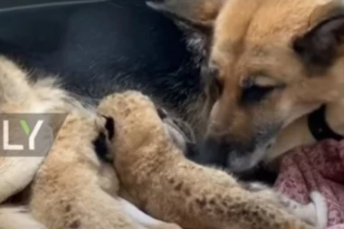 (VIDEO) SRCE ĆE VAM SE ISTOPITI: Keruša se brine o mladuncima lava, snimak dojenja preslatkih beba osvojio svet