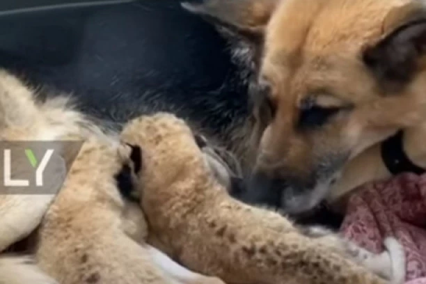 (VIDEO) SRCE ĆE VAM SE ISTOPITI: Keruša se brine o mladuncima lava, snimak dojenja preslatkih beba osvojio svet