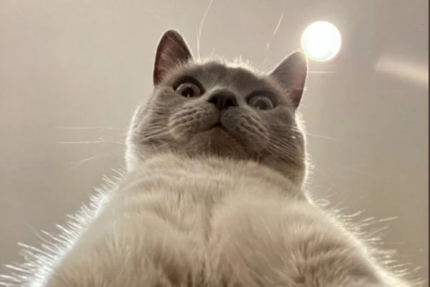 MOŽETE LAKO UPASTI U DEPRESIJU, ukoliko vam mačka uradi jednu stvar