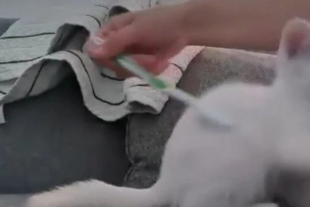 (VIDEO) POŠALJI VIDEO I BOG TE VIDEO! RASTOPIĆETE SE! Umiljata maca uživa u maženju: OVO MORATE POGLEDATI