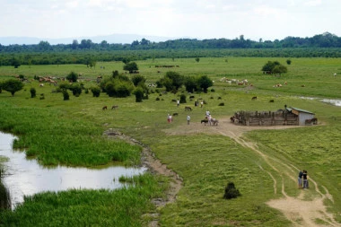 U SRBIJI PRONAĐENI RAKOVI STARIJI OD DINOSAURUSA! Znate li šta su to "živi fosili"?