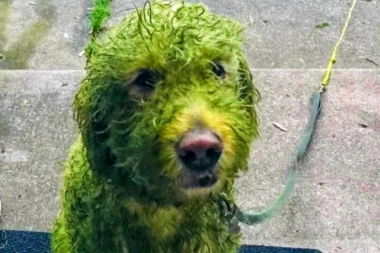 (FOTO) ZELENI PAS?! DA, MOGUĆE JE! Ova slika je dobila preko 100.000 lajkova - biće vam jasno zašto!