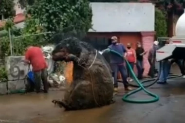 (VIDEO) ZGROZIĆE VAM SE ŽIVOT: Iz kanalizacije izvučen DŽINOVSKI PACOV - NEVERICA!