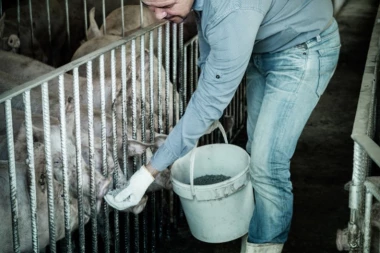 Virus afričke kuge kosi svinje u Srbiji! U Požarevcu proglašena vanredna situacija! VAKCINE NEMA, SMRTNOST JE STOPROCENTNA, A OVO SU SIMPTOMI!