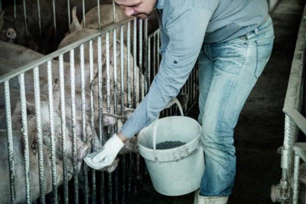 Virus afričke kuge kosi svinje u Srbiji! U Požarevcu proglašena vanredna situacija! VAKCINE NEMA, SMRTNOST JE STOPROCENTNA, A OVO SU SIMPTOMI!