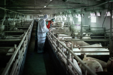 Srbija deo kampanje Evropske agencije za bezbednost hrane: Novi strah od afričke svinjske kuge dok se virus širi Evropom