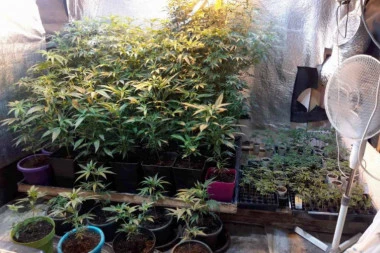 (FOTO) Otkrivena LABORATORIJA ZA PROIZVODNJU DROGE u Zemunu: Puna kuća marihuane, uhapšene dve osobe!