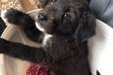 (FOTO) Presladak pas Zizi čeka na vlasnika: Jedan pogled na njegove okice i zauvek će vam se uvući u srce!