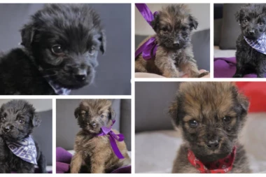 (FOTO) Oni će vam pružiti ljubav i biti veoma zahvalni, a vi ćete dobiti prijatelja za čitav život! Udomite neku od ovih divnih kuca