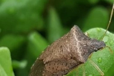 OD SMRDIBUBA I PAUKOVA NE MOŽE DA SE ŽIVI: Ovo su recepti za prirodna SREDSTVA protiv njih koja možete sami da napravite!