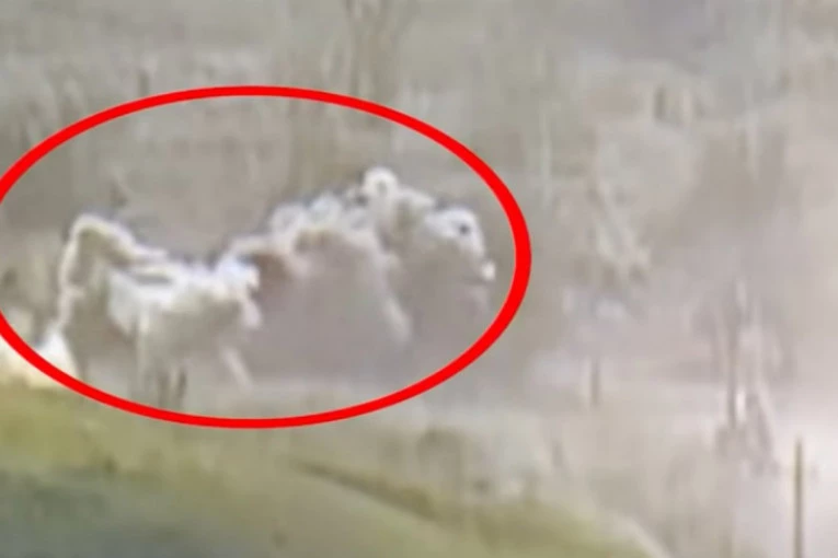 (VIDEO) Jermeni brutalni prema vojnicima Azerbejdžana: Potpuno ih spalili