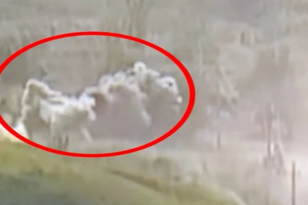 (VIDEO) Jermeni brutalni prema vojnicima Azerbejdžana: Potpuno ih spalili