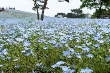 Najlepši park na svetu: U njemu svake godine procveta 4 miliona malih cvetova