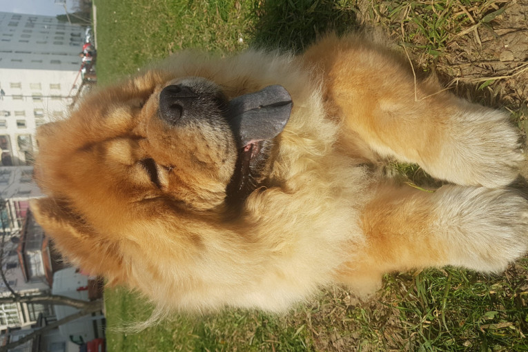 Jovanin Ljubimac Eta