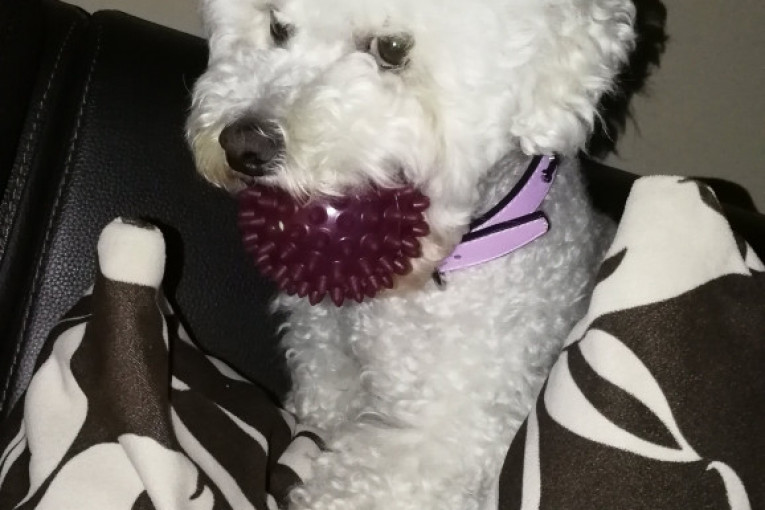 Suzanina kuca Čelzi