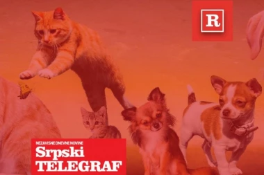 ŠALJITE FOTKE KUCA I MACA I OSVOJITE VREDNE NAGRADE: Ne zaboravite, u toku je nagradna igra Republike i Srpskog telegrafa "Moj ljubimac i ja"
