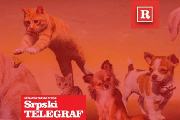 ŠALJITE FOTKE KUCA I MACA I OSVOJITE VREDNE NAGRADE: Ne zaboravite, u toku je nagradna igra Republike i Srpskog telegrafa "Moj ljubimac i ja"