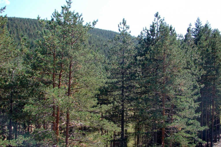ŽIVOTINJE IZUMIRU VELIKOM BRZINOM: 23 vrste nestale s lica Zemlje, šokiraćete se kad vidite koga više nema!