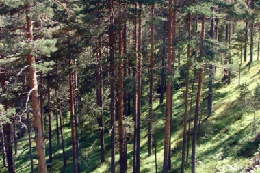DEVOJČICE IZ NIŠA PRONAĐENE UZ POMOĆ GUGLA! Zalutale u šumi, završile na litici pa blicevima sa telefona navodile spasioce