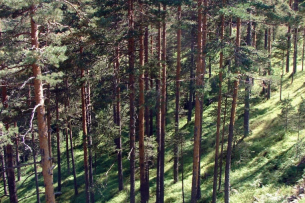 DEVOJČICE IZ NIŠA PRONAĐENE UZ POMOĆ GUGLA! Zalutale u šumi, završile na litici pa blicevima sa telefona navodile spasioce