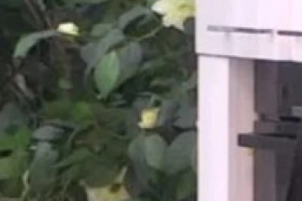 (FOTO) NIKAD VIĐENA FOTKA POLUGOLE MAJE I POZNATOG REPERA: Nije Janjuš jedini OŽENJEN u njenoj biografiji! Pozirala pred njim bez SILIKONA!