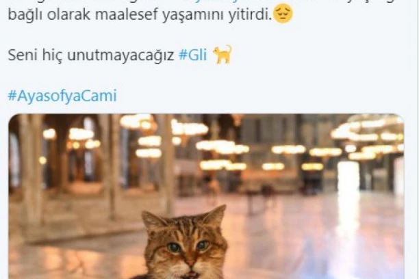 NAPUSTILA NAS I GLI: Čuveni simbol Aja Sofije uginuo