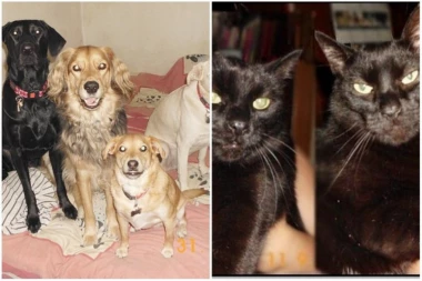 (FOTO) MOJ LJUBIMAC I JA: Evo ko dobija vredne nagrade Srpskog telegrafa i Republike