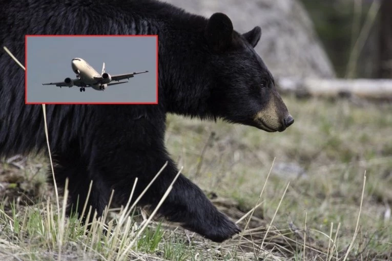 AVION UBIO MEDVEDA NA PISTI: Neverovatna nezgoda prilikom sletanja