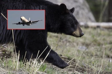AVION UBIO MEDVEDA NA PISTI: Neverovatna nezgoda prilikom sletanja