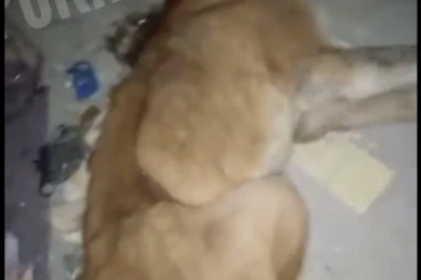 (FOTO, VIDEO) STRAVA I UŽAS: Sa salaša kod Subotice spasen 21 izgladneli pas, Čeda šinter ih skupljao radi jedne neverovatne stvari!