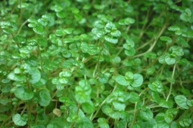 OVU biljku obavezno čuvajte u vašem domu: Donosi neverovatne stvari