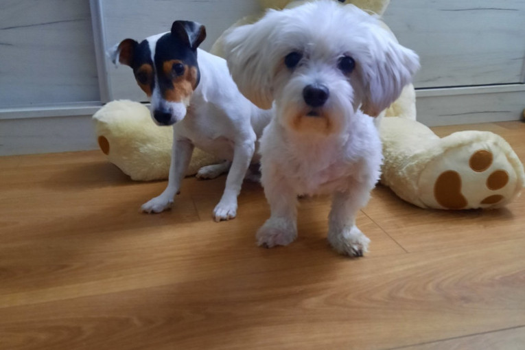 Miloševi ljubimci Čarli i Badi