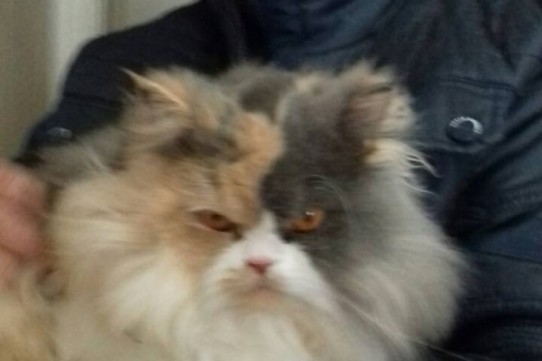 Veljković i njegova maca