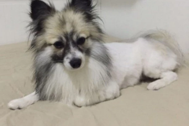 KUĆNI LJUBIMCI ZA POŽELETI: Ovih 10 rasa čine život vlasnika lepšim i srećnijim