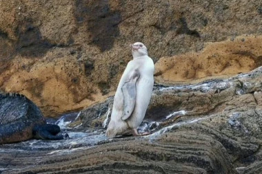 Otkriven potpuno beo pingvin na Galapagosu: Naučnici otkrili zbog čega je takav