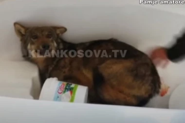 NEVEROVATAN SLUČAJ NA KOSOVU: Vuk im ušetao u kuću i legao u kadu, počeli su da vrište, a onda uradili ovo!
